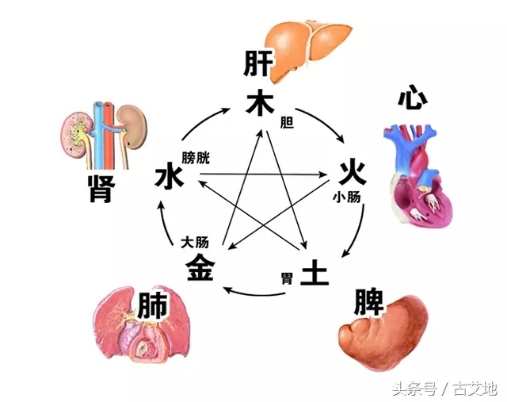 中医养生之脏腑奥秘:探寻内在平衡与健康密码