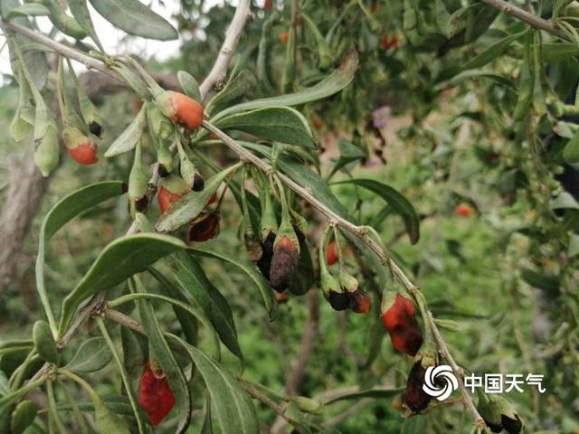 枸杞炭疽病发生规律与绿色综合防控技术要点