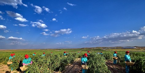 枸杞品牌智能化转型 赋能产业高质量发展